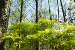 Acer palmatum Katsura         